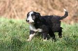 BEARDED COLLIE 400